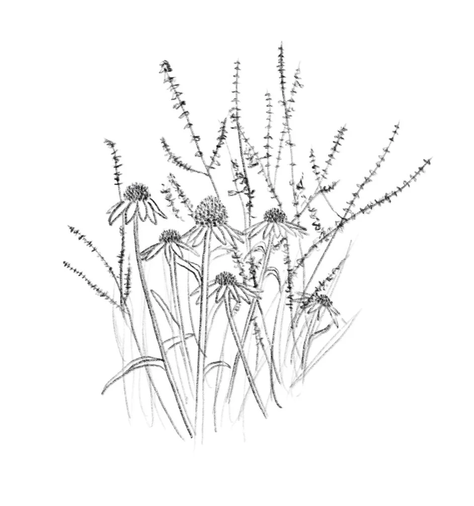 Wildflowers